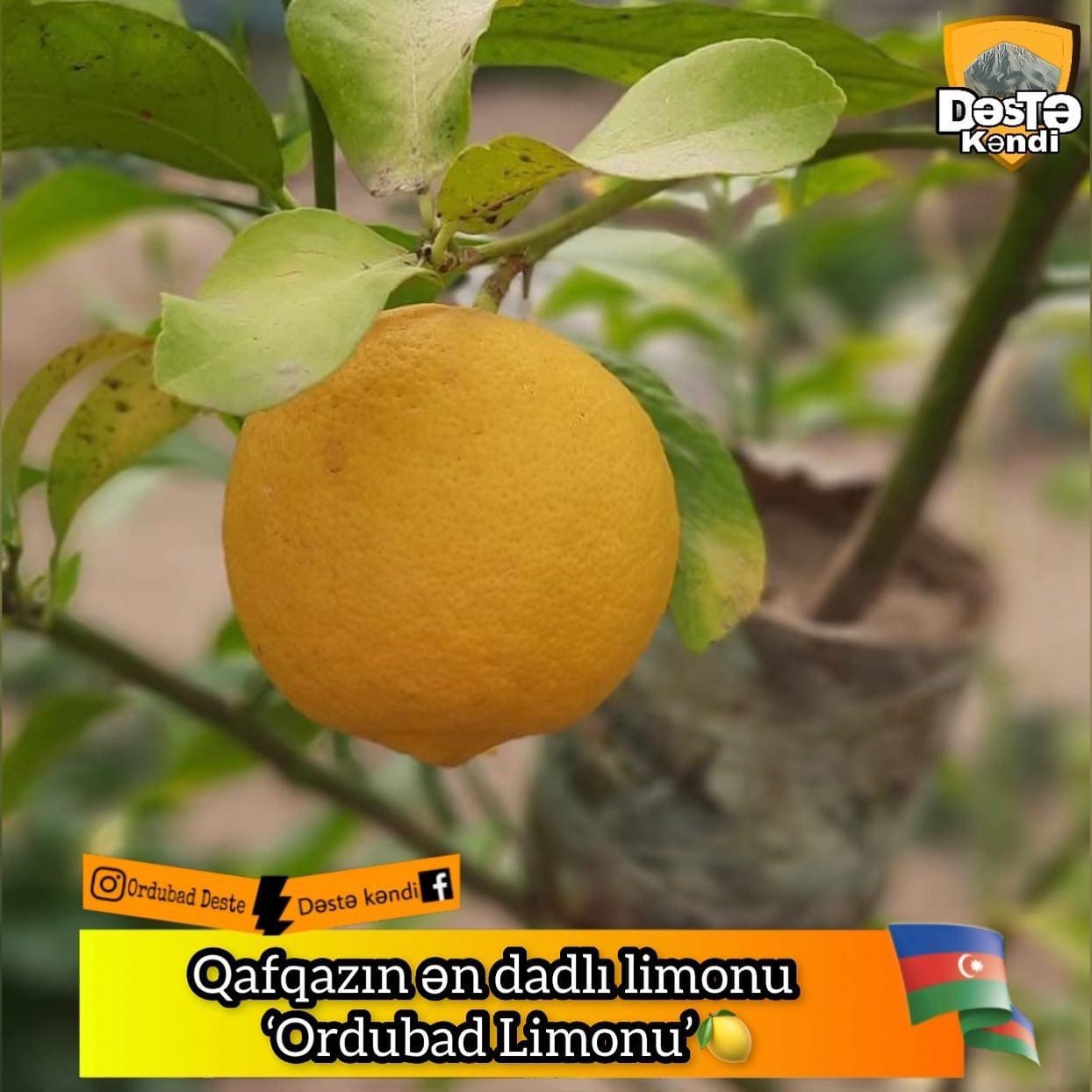Bilirsinizmi - Qafqazın ən dadlı limonu harda yetişir?